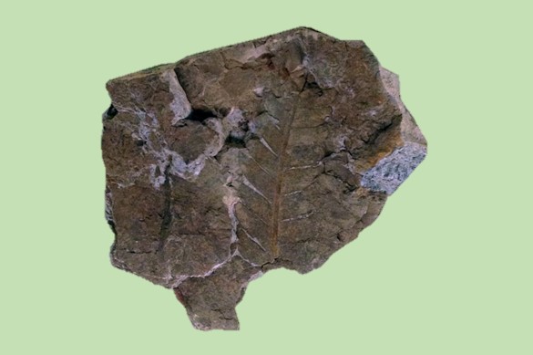 第5回 植物の化石はどんな化石 2 高梁市成羽美術館
