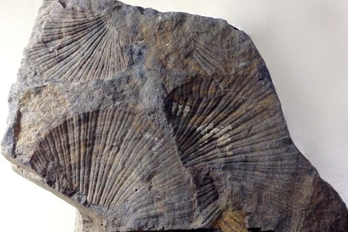 第6回 植物化石と印象化石 | 高梁市成羽美術館