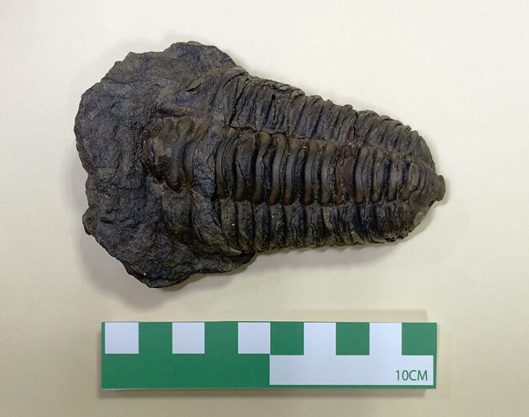 三葉虫 化石 fossil ボリビア産 trilobite 南アメリカ化石郡④-